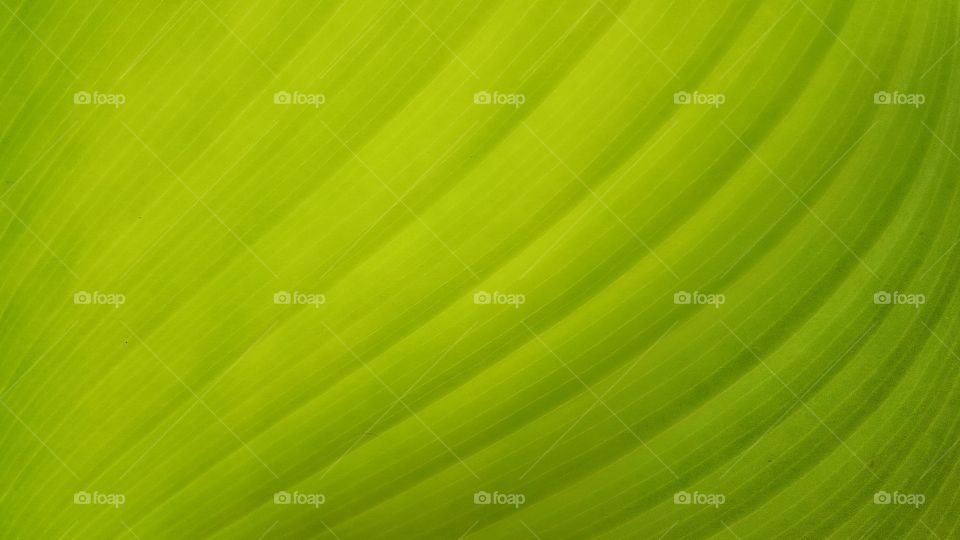 Leaf Wallpaper HD