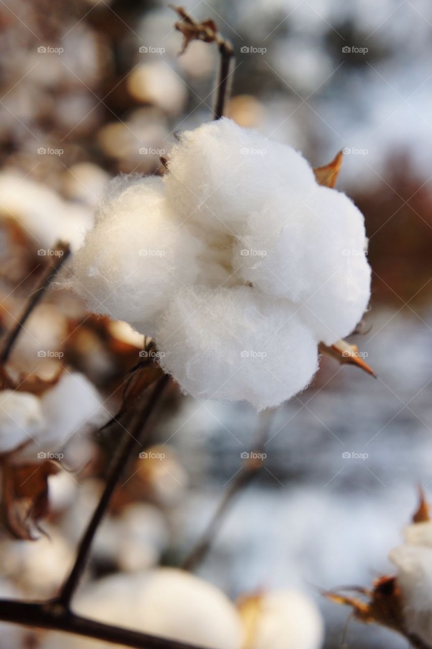 Close-up cotton crop