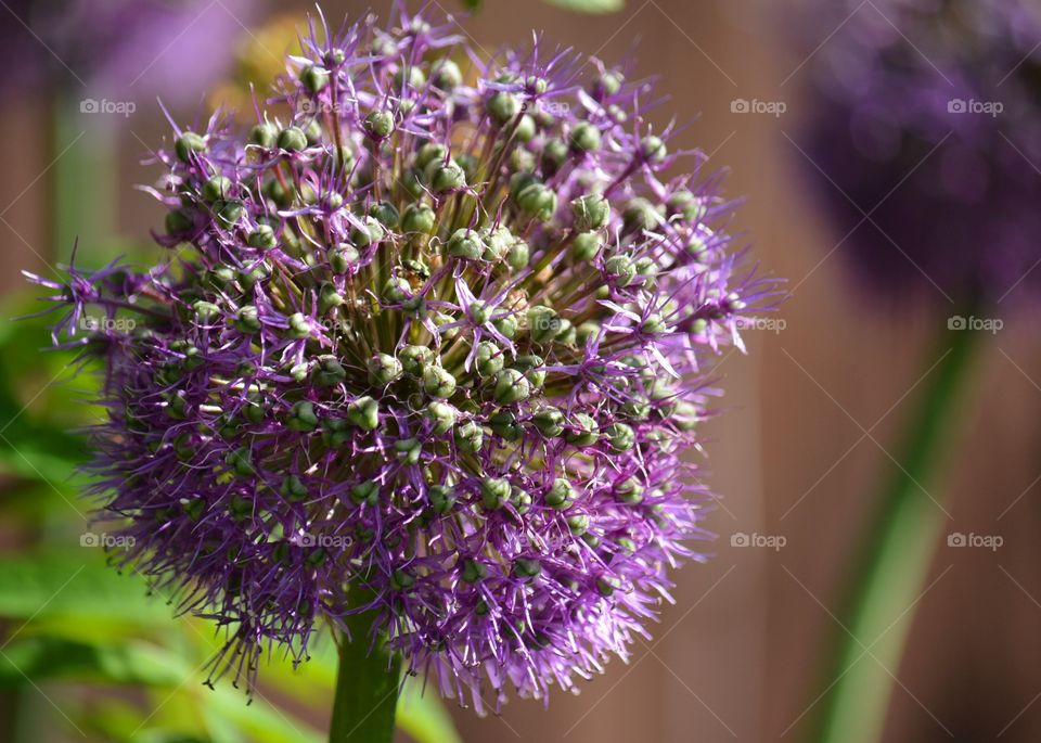 Allium