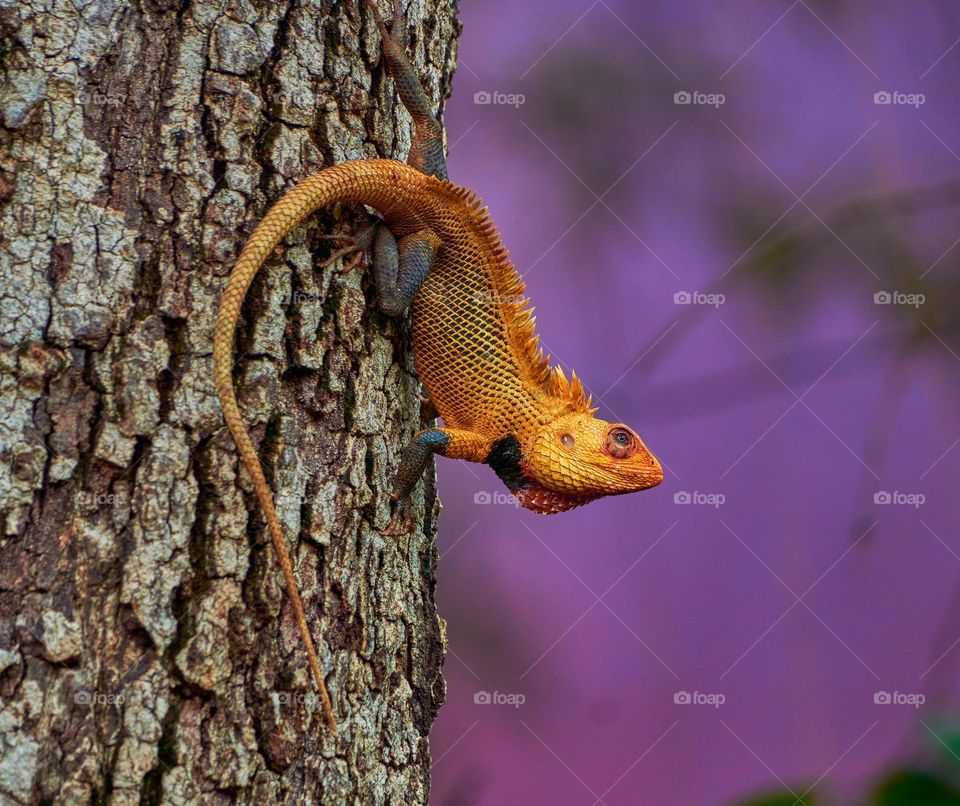 Oriental lizard - Chameleon