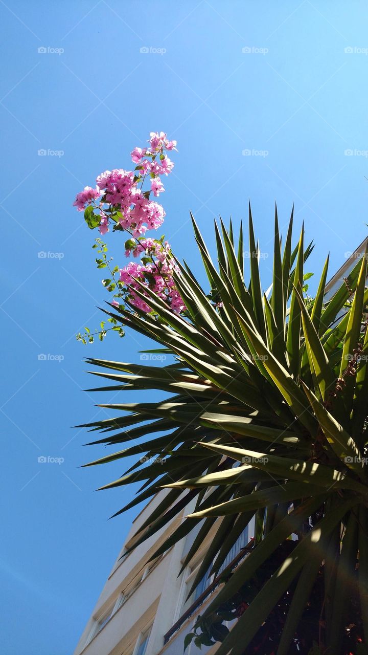 pink bougainvilles and Blue sky