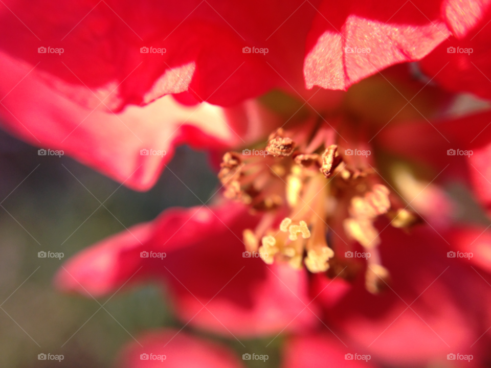 garden flower macro closeup by gene916