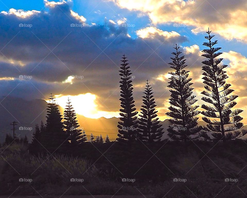 Sunset through the trees