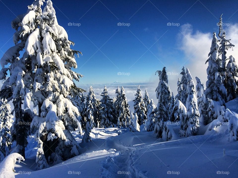 Snowshoeing through a winter wonderland!