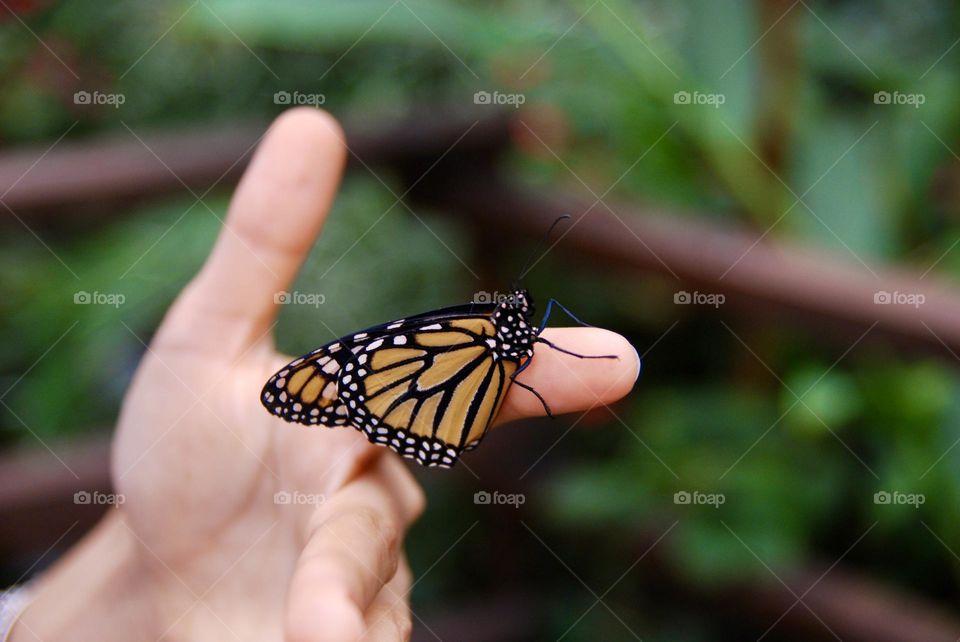 Orange Monarch butterfly or Danaus plexippus resting on human hand finger 