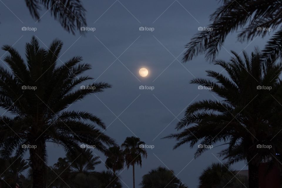 Full moon and palm tree leaves 