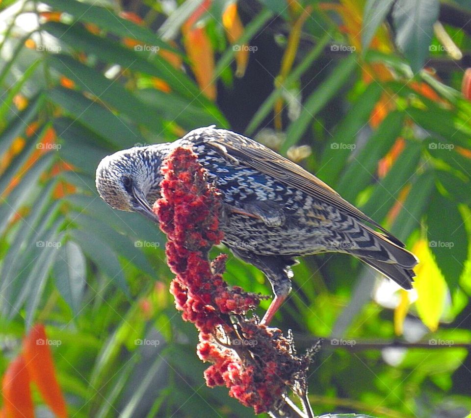 European Starling-Bird