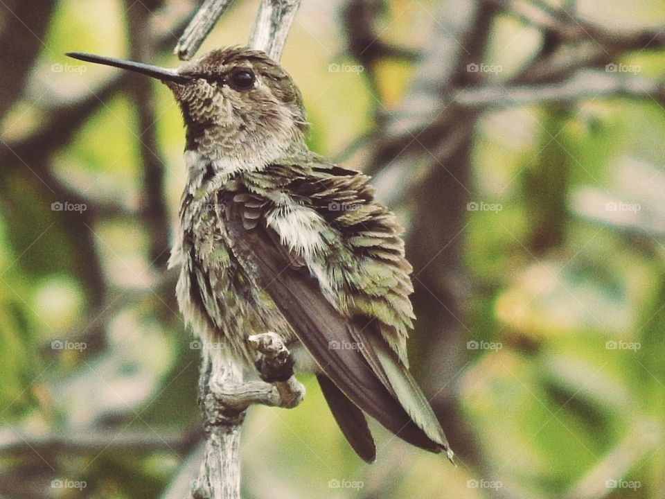 Hummingbird 