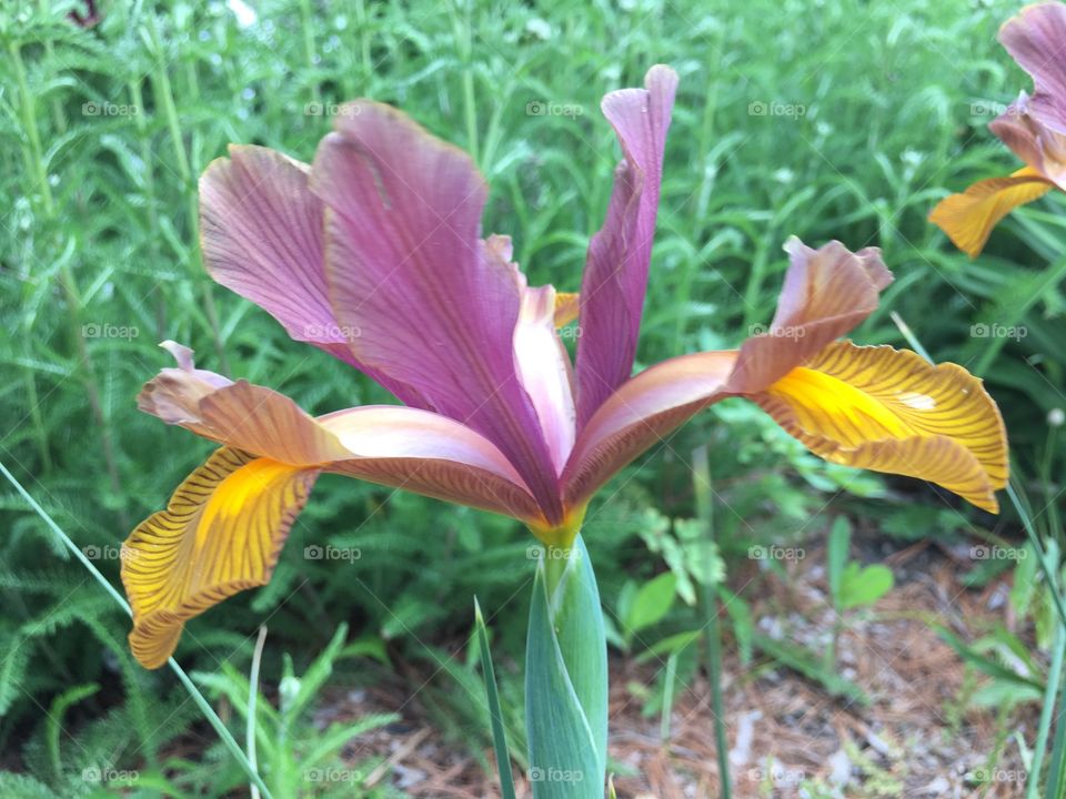 Unusual iris 
