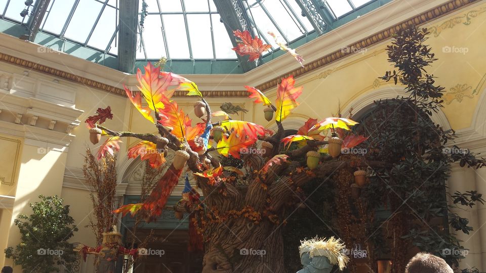 colorful Fall leaves