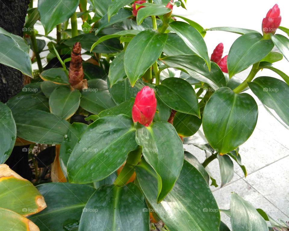 Red flower on the park