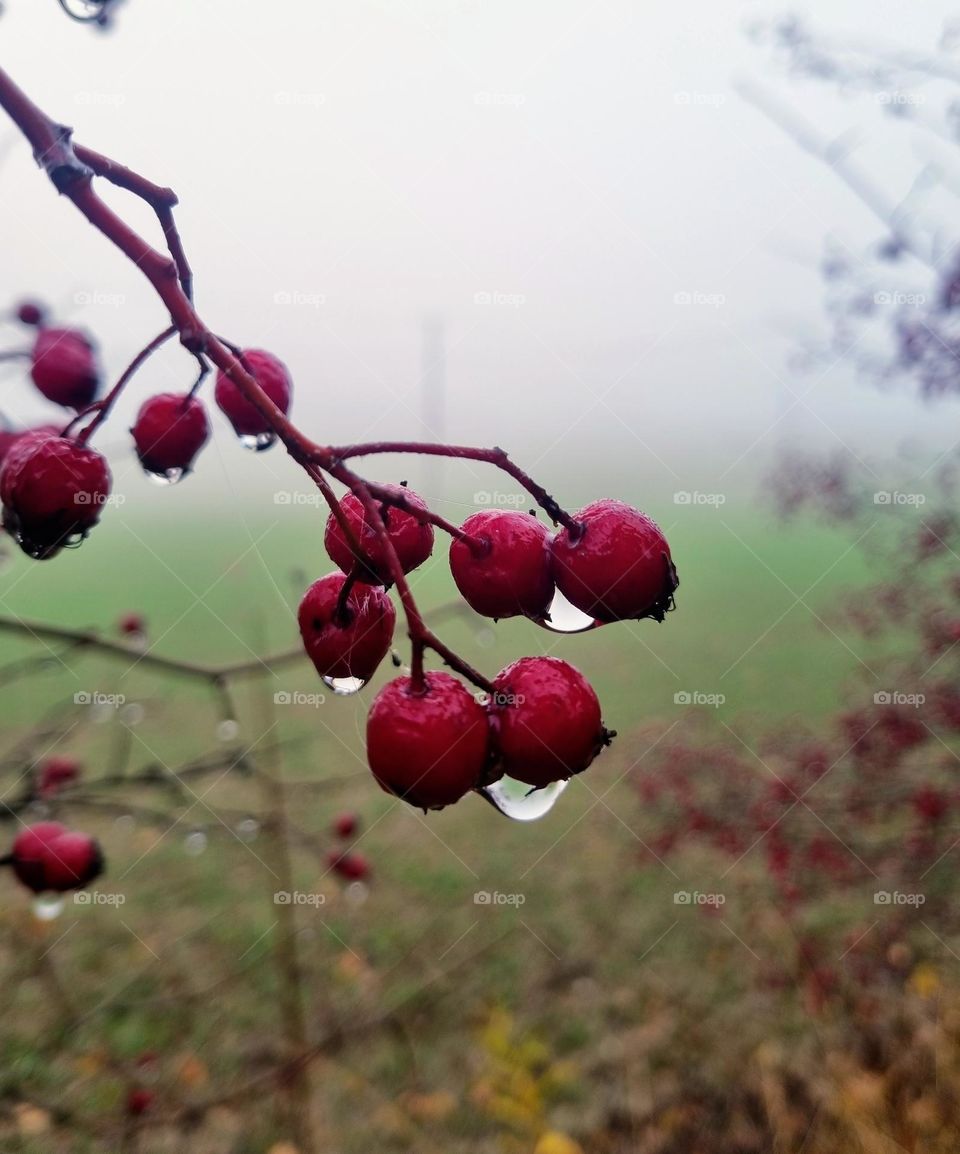 Red berry in the rain