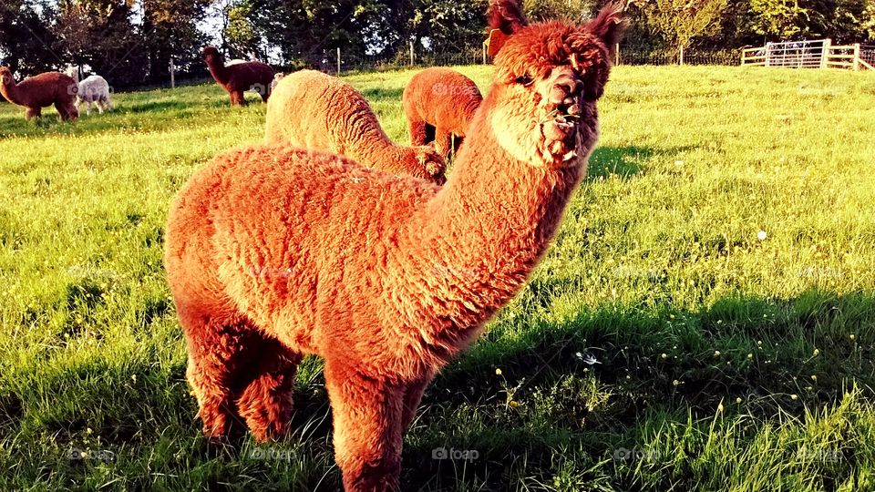 alpaca. alpaca herd in a field