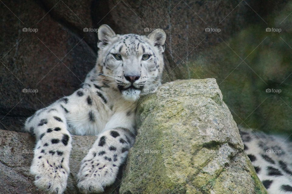 Snow leopard resting on rock