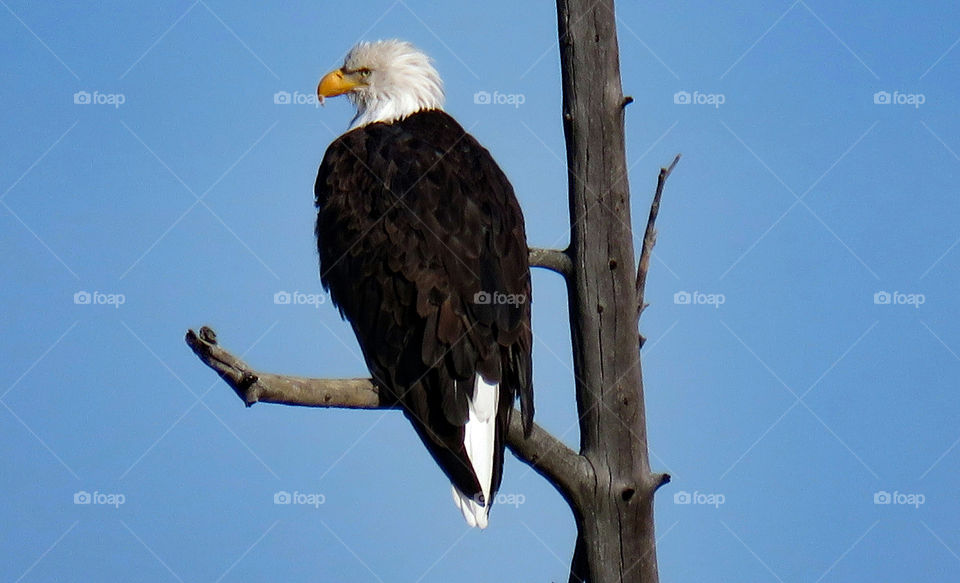 Eagle on branch