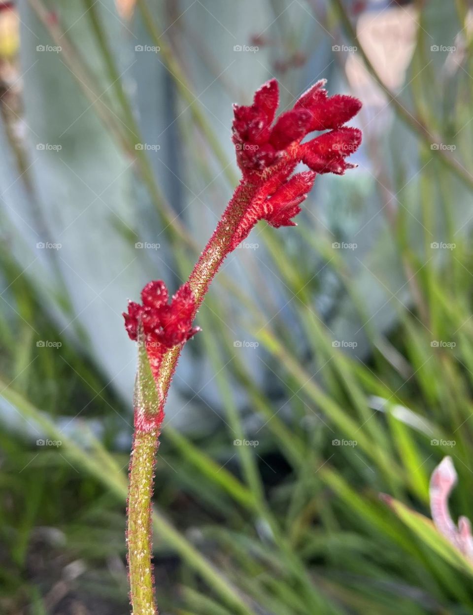 Blooms of Spring