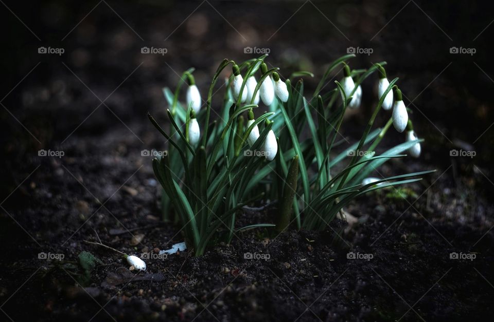 Snowdrops
