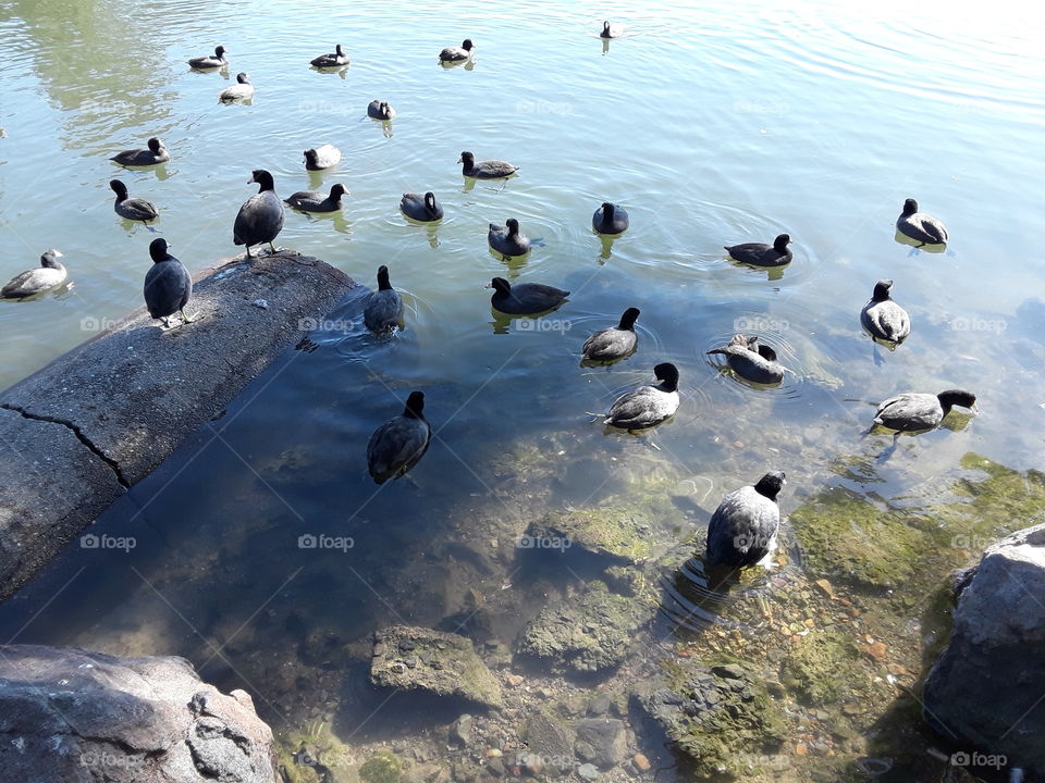 Water, Bird, Nature, Lake, Seashore