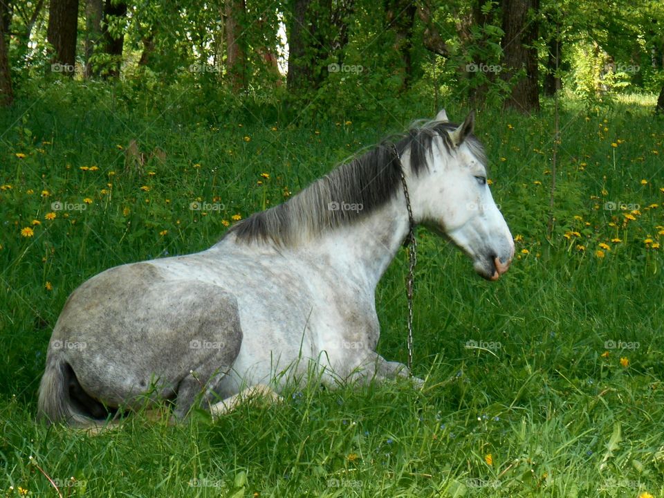 Grass, Mammal, Animal, Cavalry, Hayfield