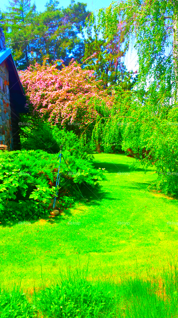 Carolyn's Front Yard