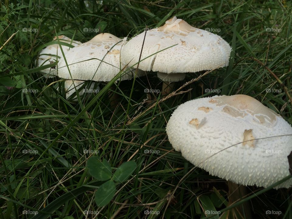 White Mushrooms in a Field