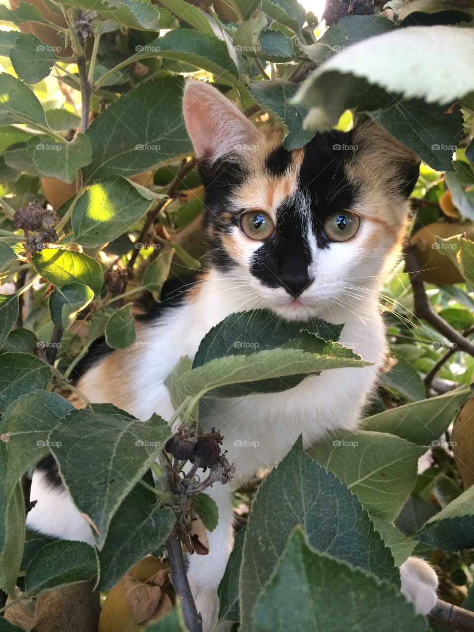 Cat climbing tree.