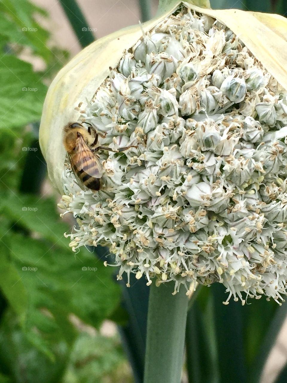 Fuzzy Plant with Bee