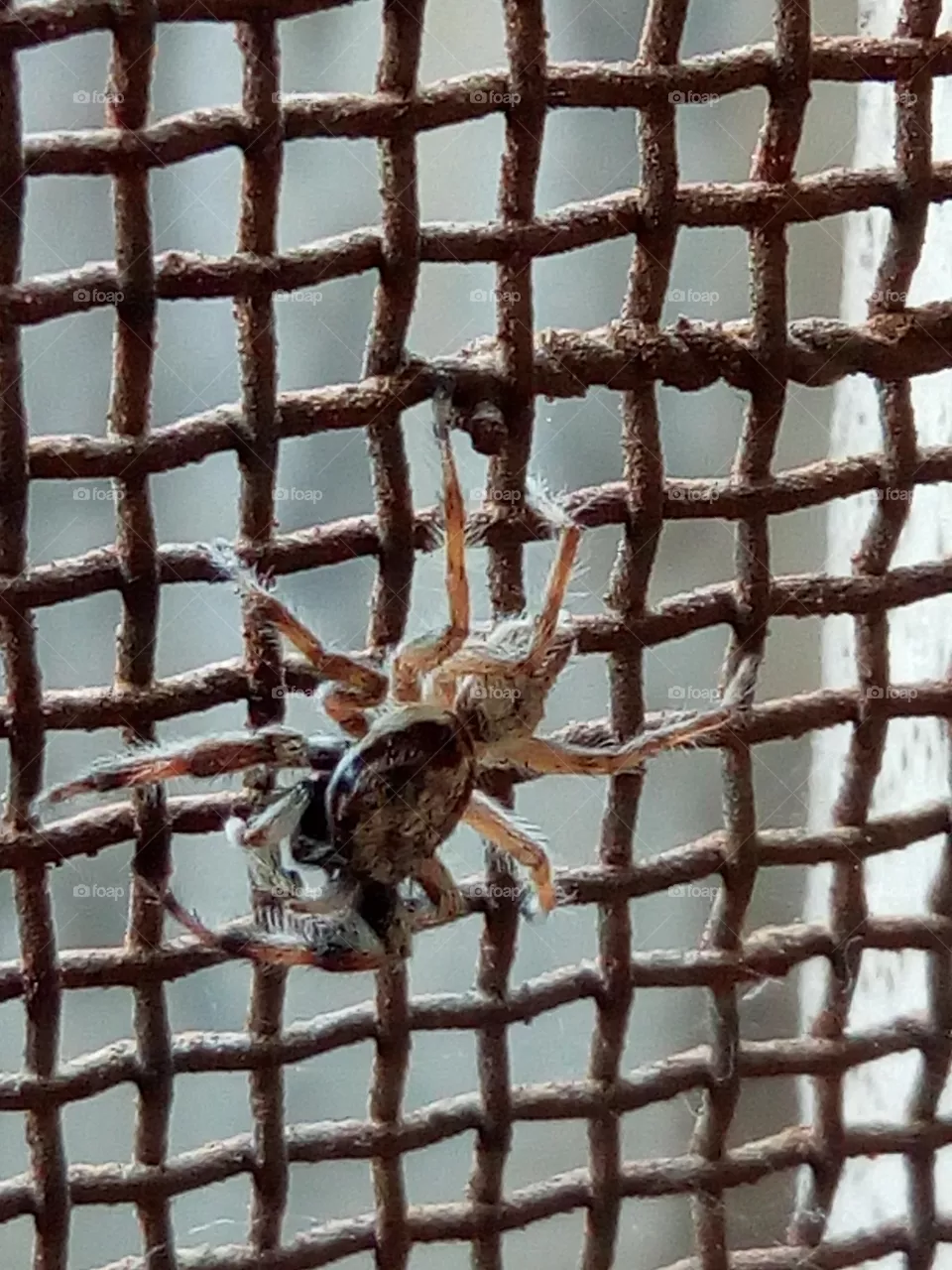 spider