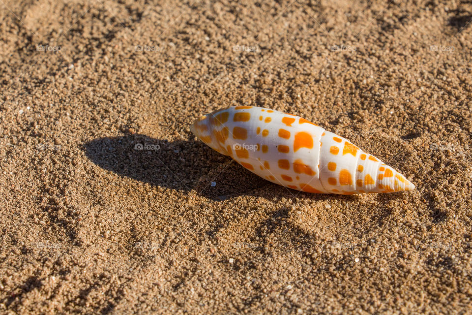 beautiful sea snail