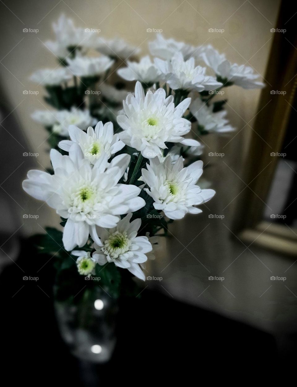 White Chrysanthemum in Vase