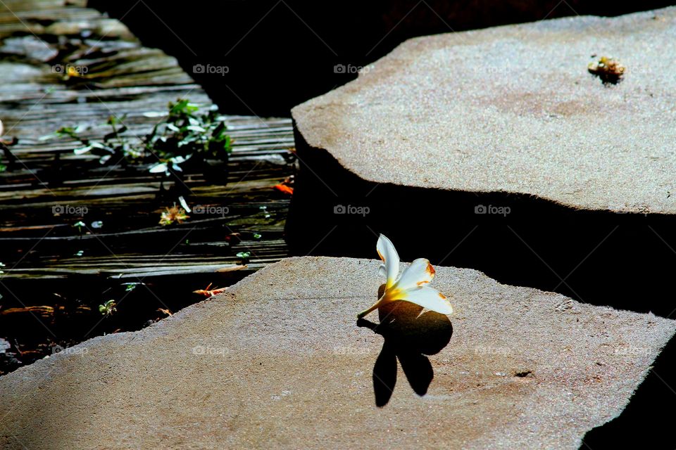 petal on stone.