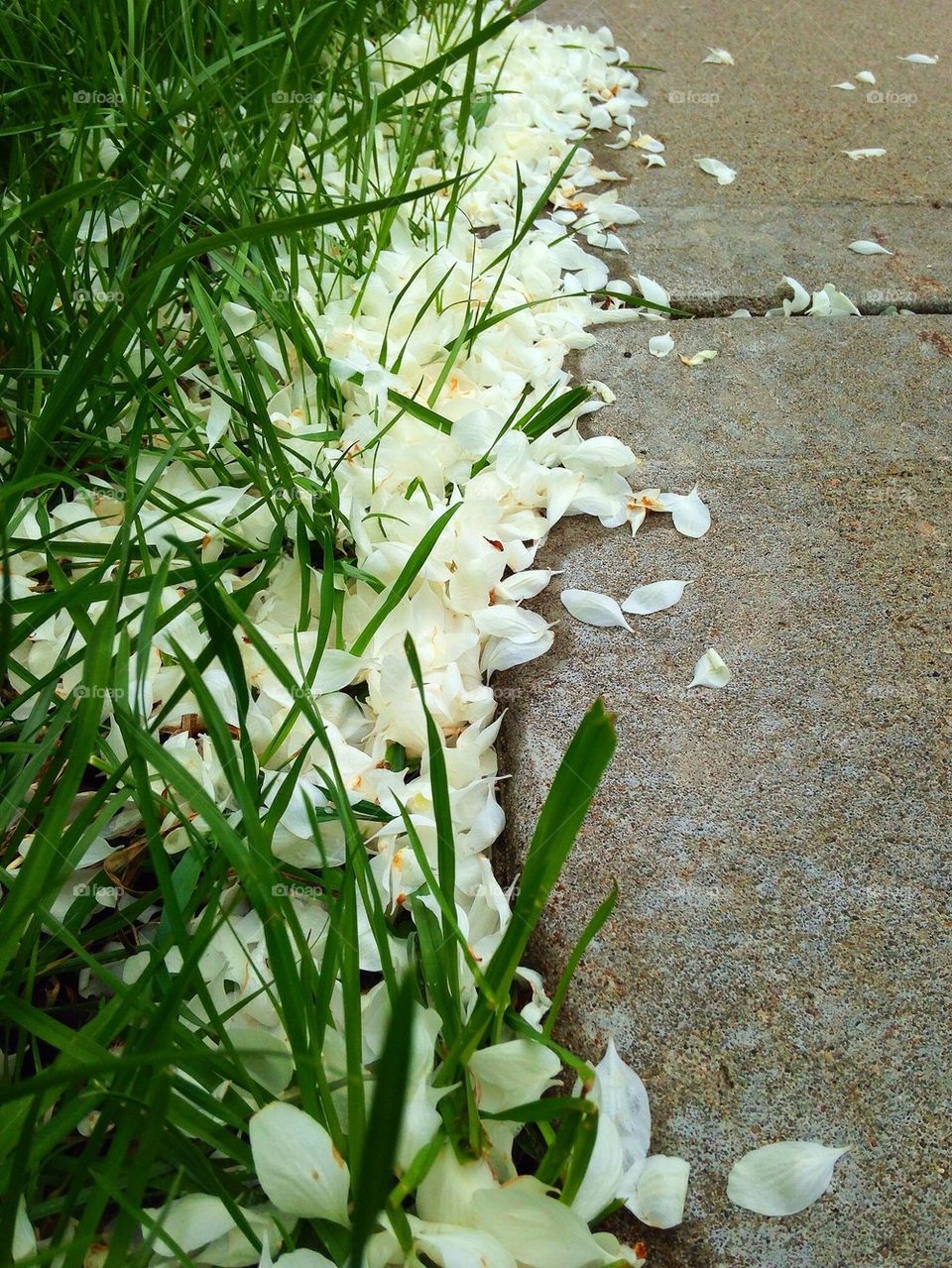 Petal Lined Sidewalk