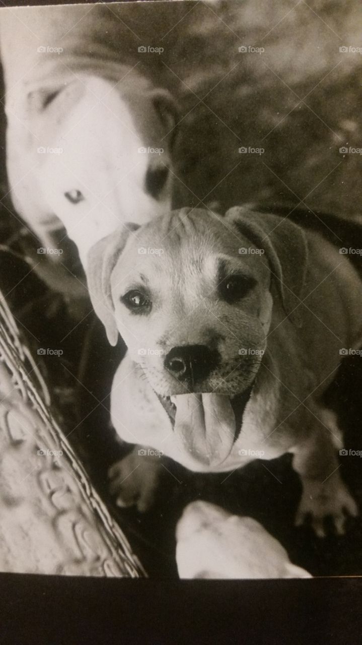 Cutest Pets in the World!