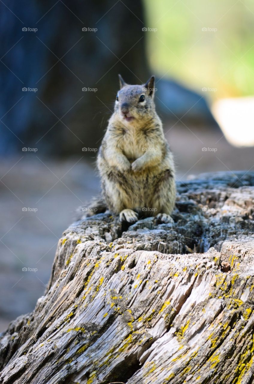 Mr. Squirrel