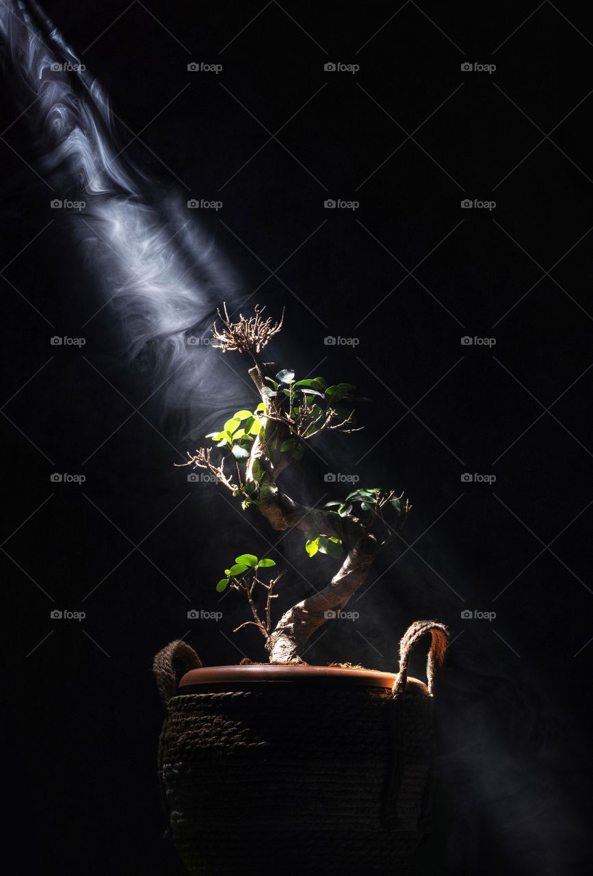 Bonsai under the beam of light