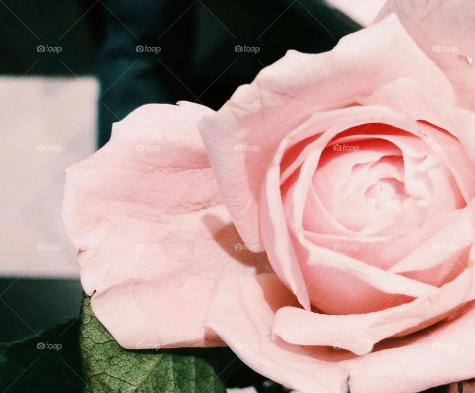 Lovely Rose