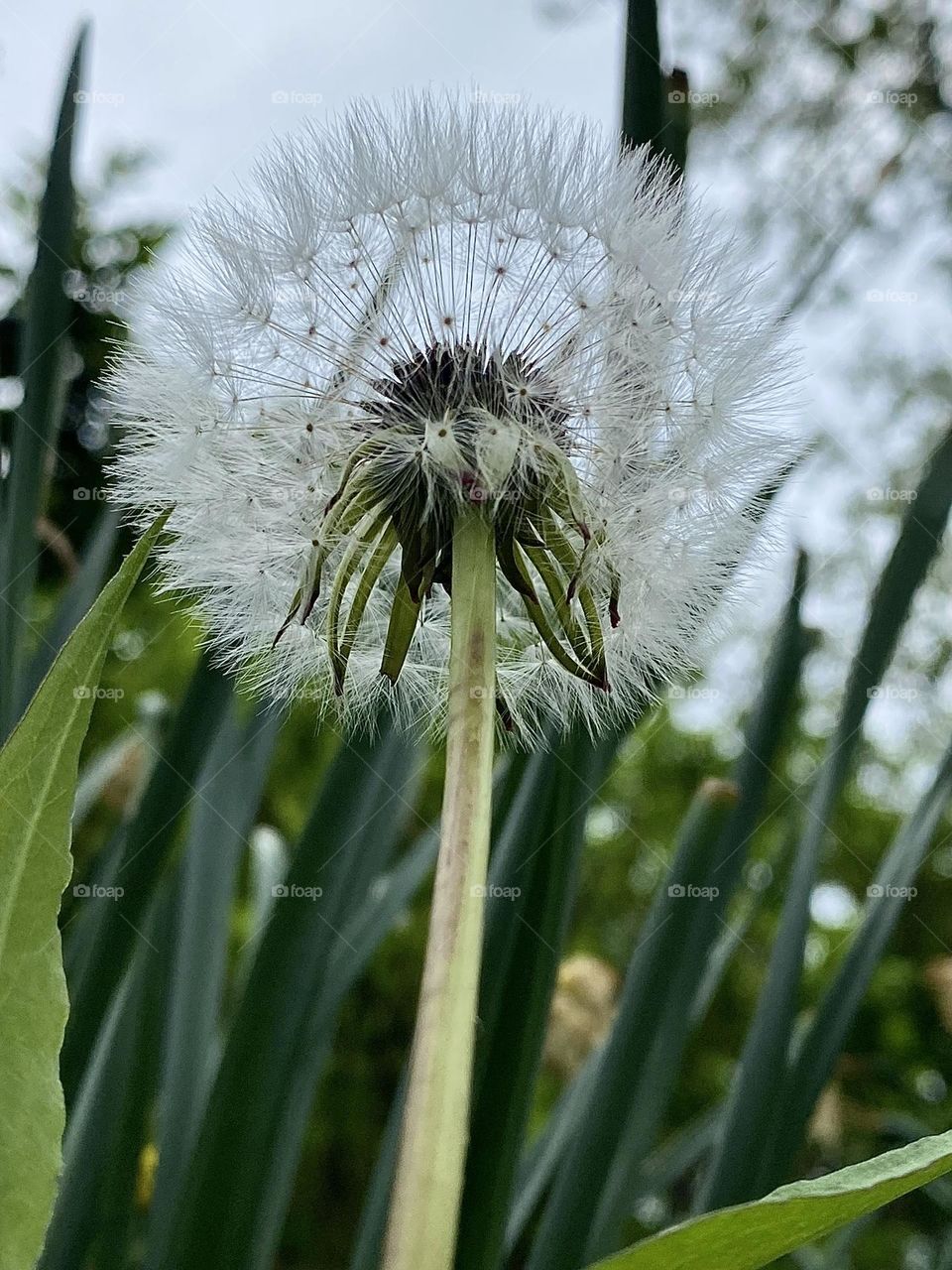 White common dandelion 