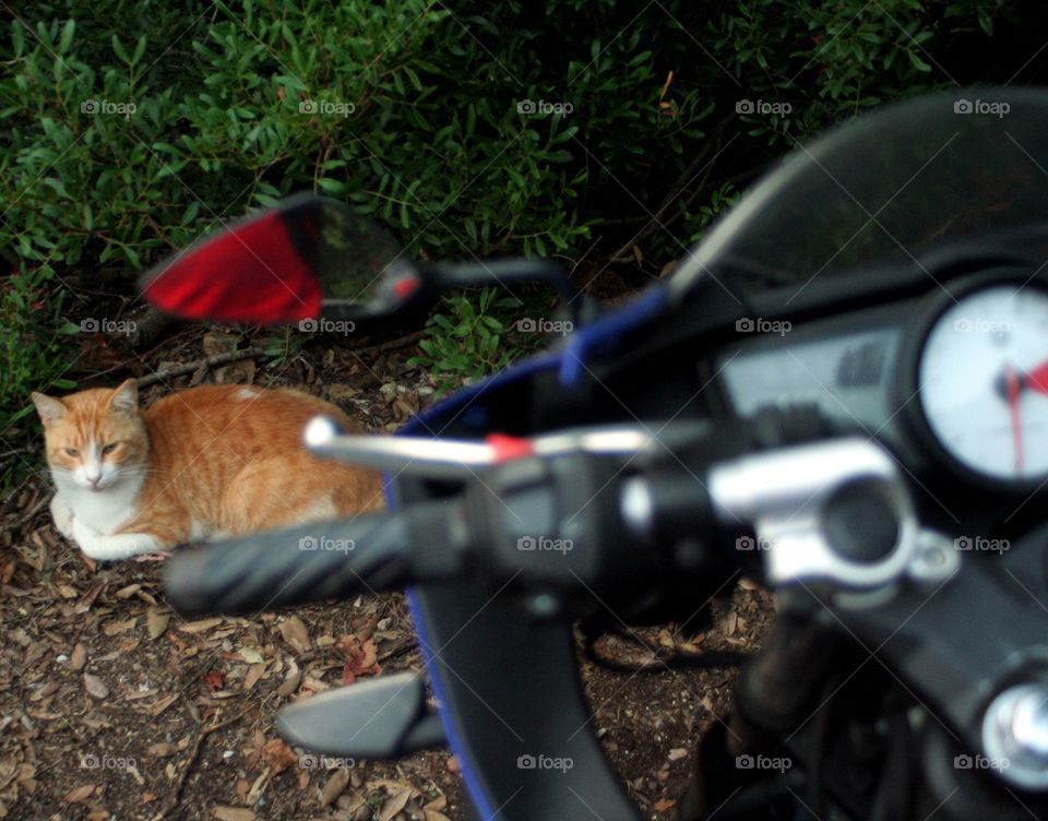 Cat seen from a motorcycle