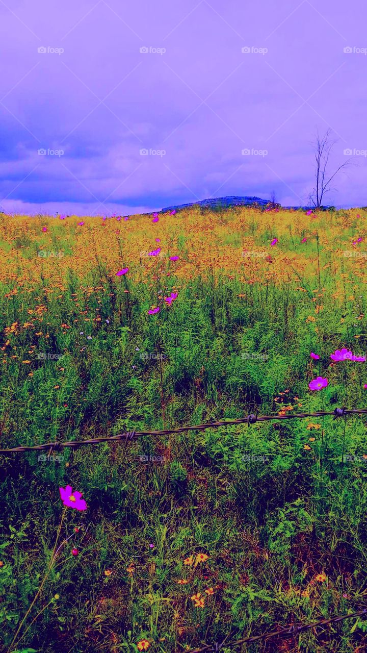 Que lindo lugar con flores

