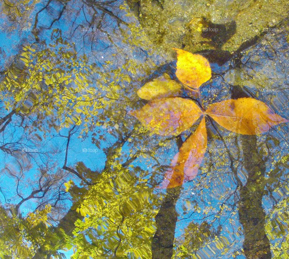 Fall reflection. Sky and trees reflected in puddle on running path