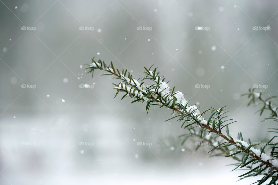 Snowy evergreen 