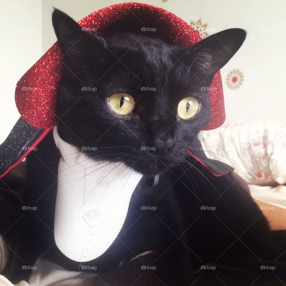 cat halloween kitten costume by andy_chcajic