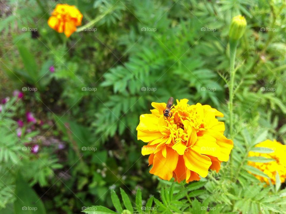 Yellow Marigold and a bee