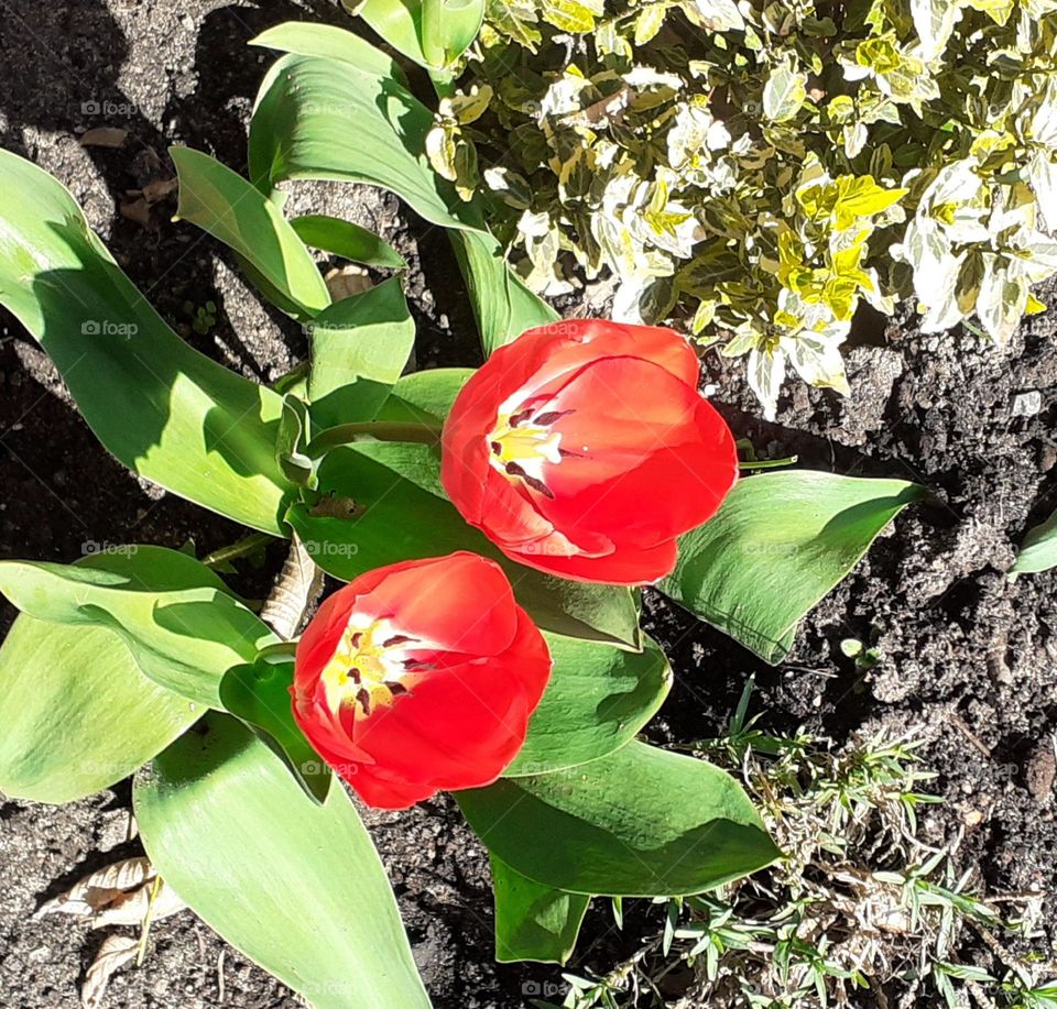 two red tulips