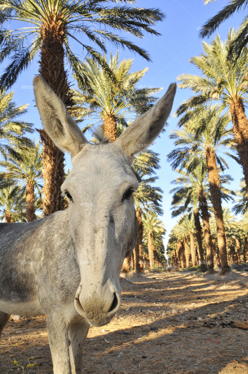 nature trees palms donkey by yahavesh