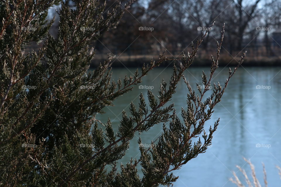Cedar tree at the edge of the water cool blue water.