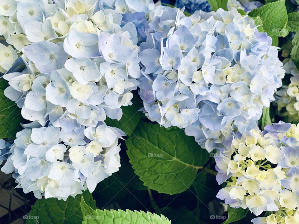 Hydrangeas and leaves