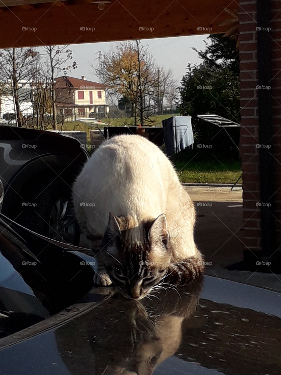 my cat Viola on the car