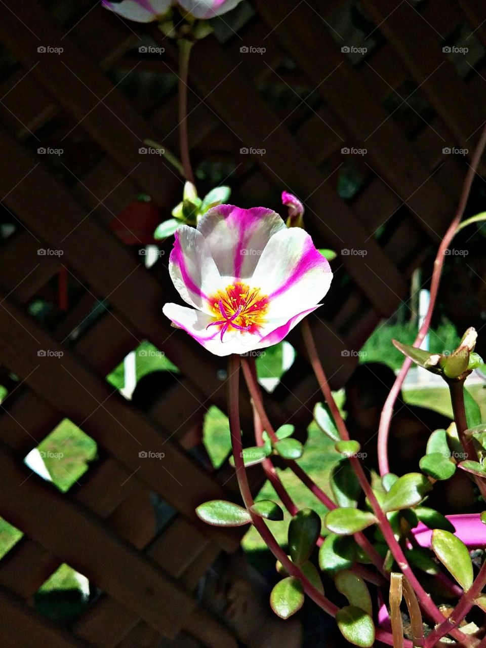 Listradas, lembram um delicioso pirulito.