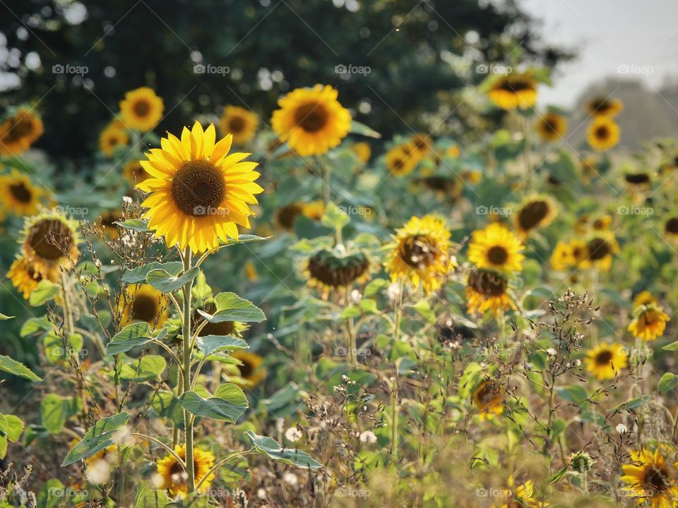 Sunflowers